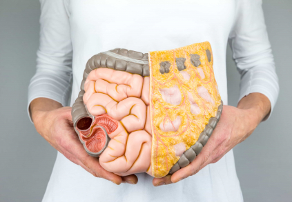 Lekce anatomie trávicí soustavy