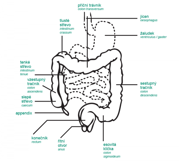 Anatomie trávicí soustavy 