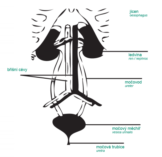 Anatomie močové soustavy 