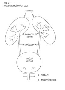 Anatomie močových cest