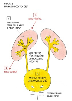 Funkce močových cest